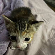 Shelly joined the competition — help win amazing prizes! kitten, cat, animal, pet, feline, young, cute, fur, whiskers, bed, blanket, indoor, soft, small, looking_up, ears, nose, closeup, sleeping_area, cozy