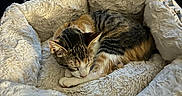 Shelly is registered to the contest to win money with this photo: cat, tabby_cat, sleeping, pet_bed, fluffy, cozy, indoor, furniture, fan, wooden_drawer, resting, animal, cute, fur, domestic_cat, bed, home, relaxed, soft, peaceful