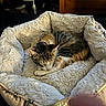 cat, tabby_cat, sleeping, pet_bed, fluffy, cozy, indoor, furniture, fan, wooden_drawer, resting, animal, cute, fur, domestic_cat, bed, home, relaxed, soft, peaceful