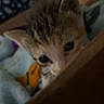 Shelly joined the competition — help win amazing prizes! kitten, cat, box, peeking, curious, close_up, indoor, blanket, soft, feline, animal, pet, young, cute, fur, ears, whiskers, resting, cozy, background