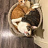 Shelly is registered to the contest to win money with this photo: cat, cats, pet, pets, feline, tabby_cat, ginger_cat, cat_bed, cozy, curled_up, floor, wooden_floor, indoor, animal, cute, resting, snuggling, fur, looking_at_camera, pair