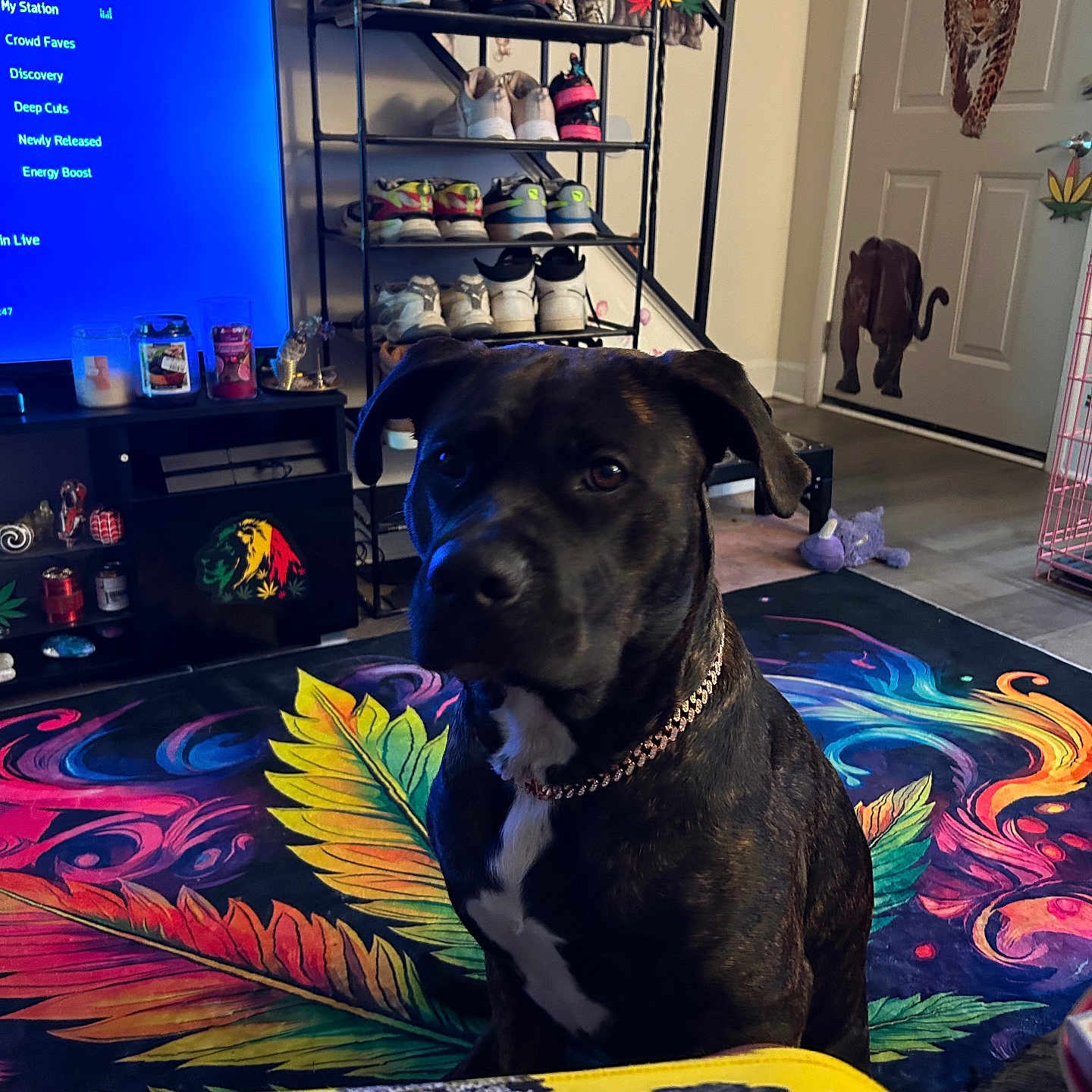 Patience is registered to the contest to win money with this photo: animal, architecture, building, canine, computerhardware, couch, cushion, dog, electronics, furniture, hardware, homedecor, indoors, interiordesign, livingroom, monitor, pet, room, screen, tv