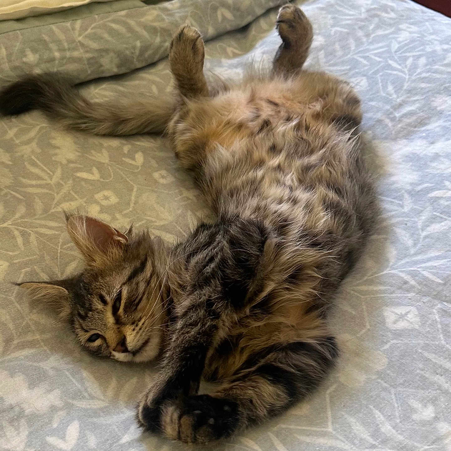 Temple is registered to the contest to win money with this photo: animal, bed, bedspread, cat, cute, ears, fluffy, fur, indoor, lying_down, paws, pet, relaxed, resting, sleepy, soft, striped, tabby, tail, whiskers