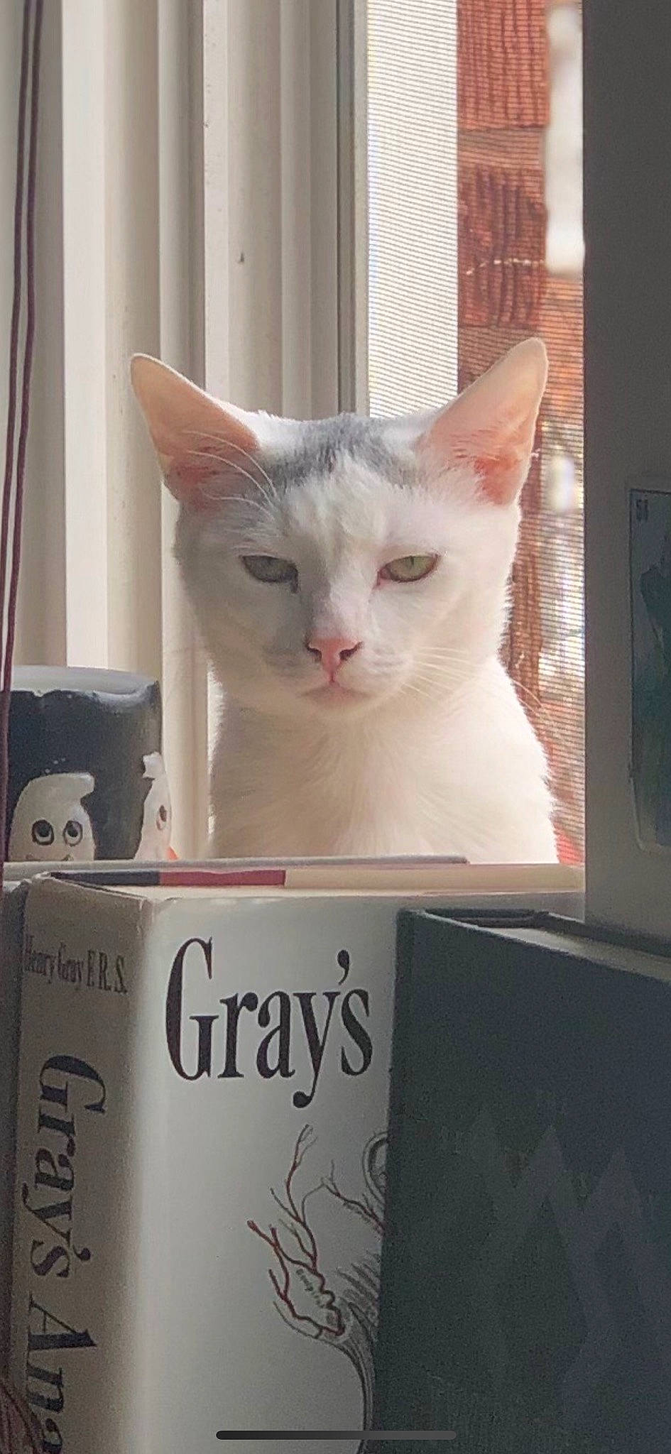 Banana joined the competition — help win amazing prizes! asian, burmilla, carnivore, cat, colorpoint_shorthair, domestic_short_haired_cat, ear, european_shorthair, felidae, khao_manee, kitten, mammal, photo_caption, small_to_medium_sized_cats, turkish_angora, turkish_van, whiskers, window