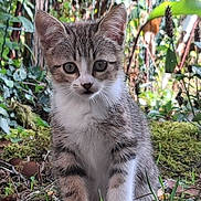 Amande a rejoint le concours — aidez-le/la à gagner de superbes lots ! kitten, cat, tabby, animal, pet, outdoor, greenery, moss, plants, nature, young, cute, feline, fur, whiskers, sitting, curious, eyes, portrait, garden