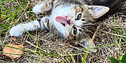 Amande participe au concours pour gagner de l'argent avec cette photo : kitten, cat, tongue_out, grass, dry_grass, leaves, outdoor, nature, playful, young_cat, pet, animal, feline, cute, lying_down, closeup, whiskers, ears, eyes, tongue
