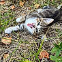 kitten, cat, tongue_out, grass, dry_grass, leaves, outdoor, nature, playful, young_cat, pet, animal, feline, cute, lying_down, closeup, whiskers, ears, eyes, tongue
