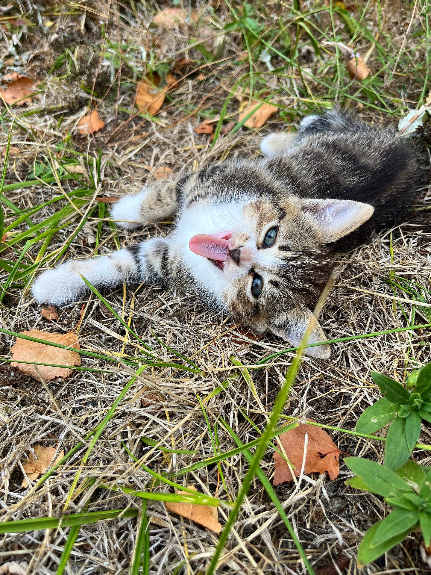 Amande participe au concours pour gagner de l'argent avec cette photo : kitten, cat, tongue_out, grass, dry_grass, leaves, outdoor, nature, playful, young_cat, pet, animal, feline, cute, lying_down, closeup, whiskers, ears, eyes, tongue