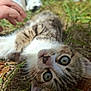 Amande a rejoint le concours — aidez-le/la à gagner de superbes lots ! cat, kitten, tabby, grass, hand, outdoor, animal, pet, whiskers, closeup, curious, nature, feline, eyes, playing, young, cute, relaxing, blurred_background, fur