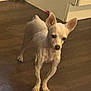 dog, small_dog, white_dog, indoor, wooden_floor, pet, animal, standing, ears, curious, cautious, floor, door, domestic, canine, companion, household, cute, looking, blurred_background