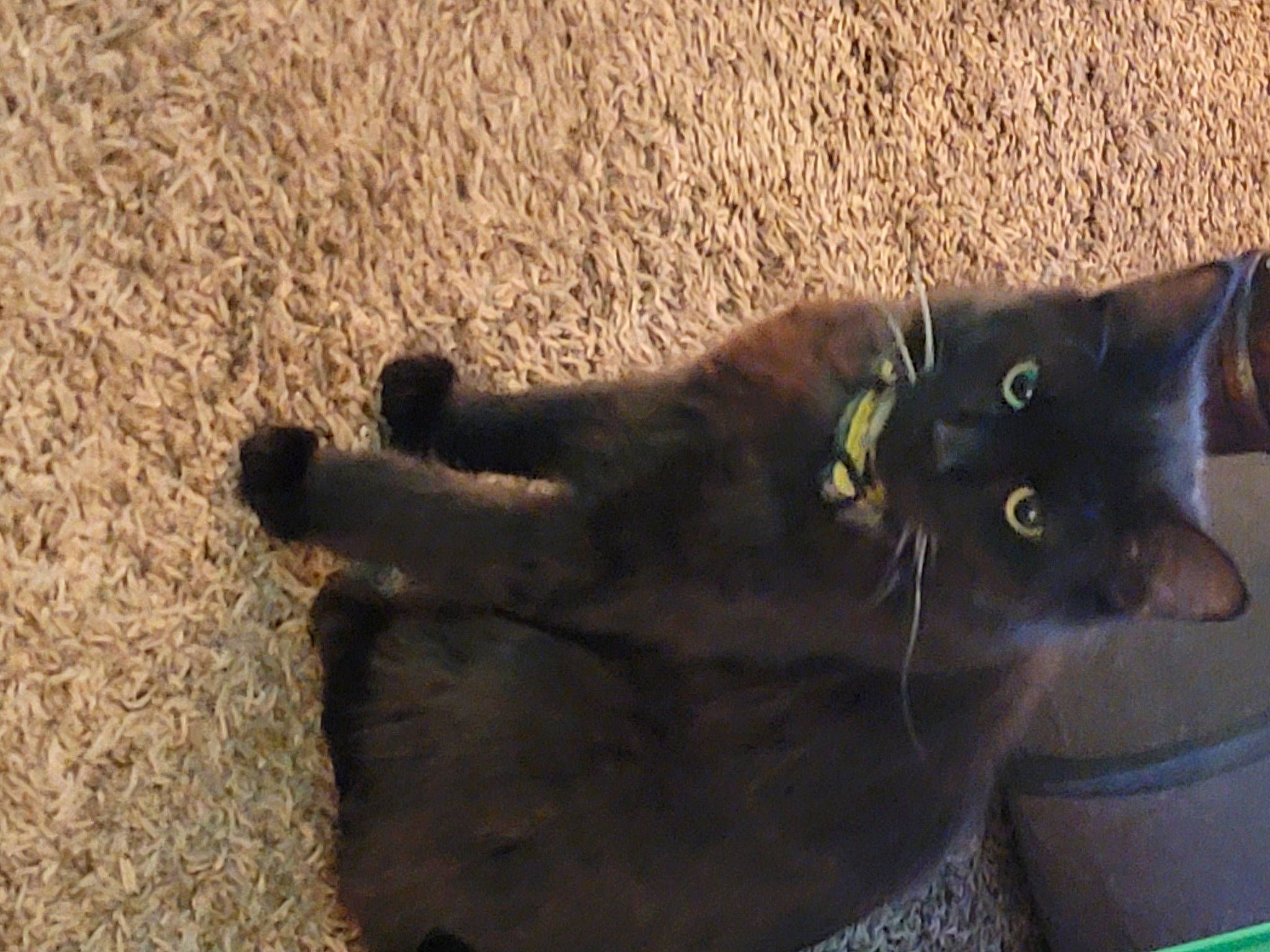 Billy joined the competition — help win amazing prizes! black_cat, bombay, carnivore, cat, domestic_short_haired_cat, felidae, fur, grass, shadow, small_to_medium_sized_cats, snout, soil, tail, terrestrial_animal, tints_and_shades, whiskers