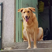 Nutz participe au concours pour gagner de l'argent avec cette photo : dog, doorstep, floppy_ears, front_door, fur, golden_dog, golden_fur, green_door, happy, house, outdoor, pet, plants, portrait, railing, sitting, smiling, steps, tongue_out, watermark