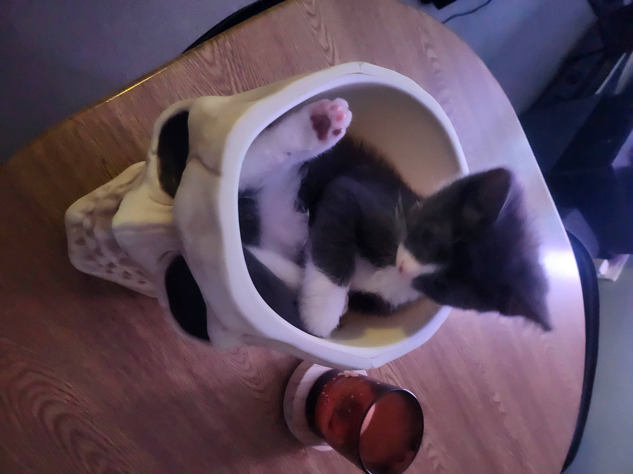 Fred is registered to the contest to win money with this photo: canidae, carnivore, cat, comfort, companion_dog, dog_breed, domestic_short_haired_cat, fawn, felidae, flooring, fur, hardwood, paw, pet_supply, plant, small_to_medium_sized_cats, snout, tail, whiskers, wood