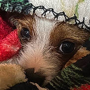 Buttons joined the competition — help win amazing prizes! dog, close_up, blanket, cozy, fur, brown, white, eye, nose, snout, patterned, warm, soft, resting, cute, pet, animal, indoor, texture, sleepy