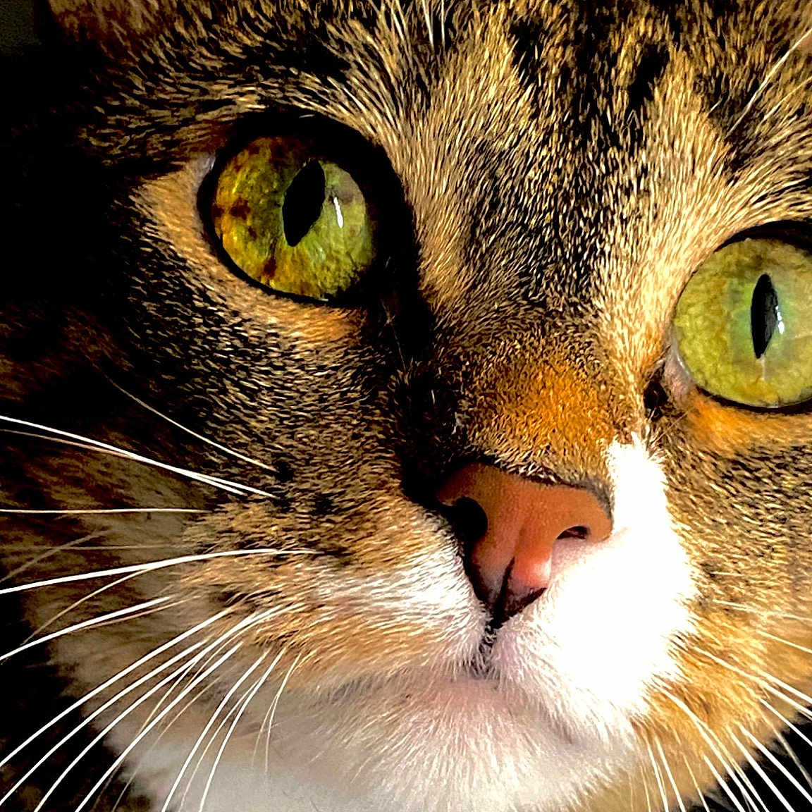 Pip is registered to the contest to win money with this photo: carnivore, cat, close_up, domestic_short_haired_cat, felidae, fur, grass, photography, rectangle, small_to_medium_sized_cats, snout, terrestrial_animal, whiskers, wildlife