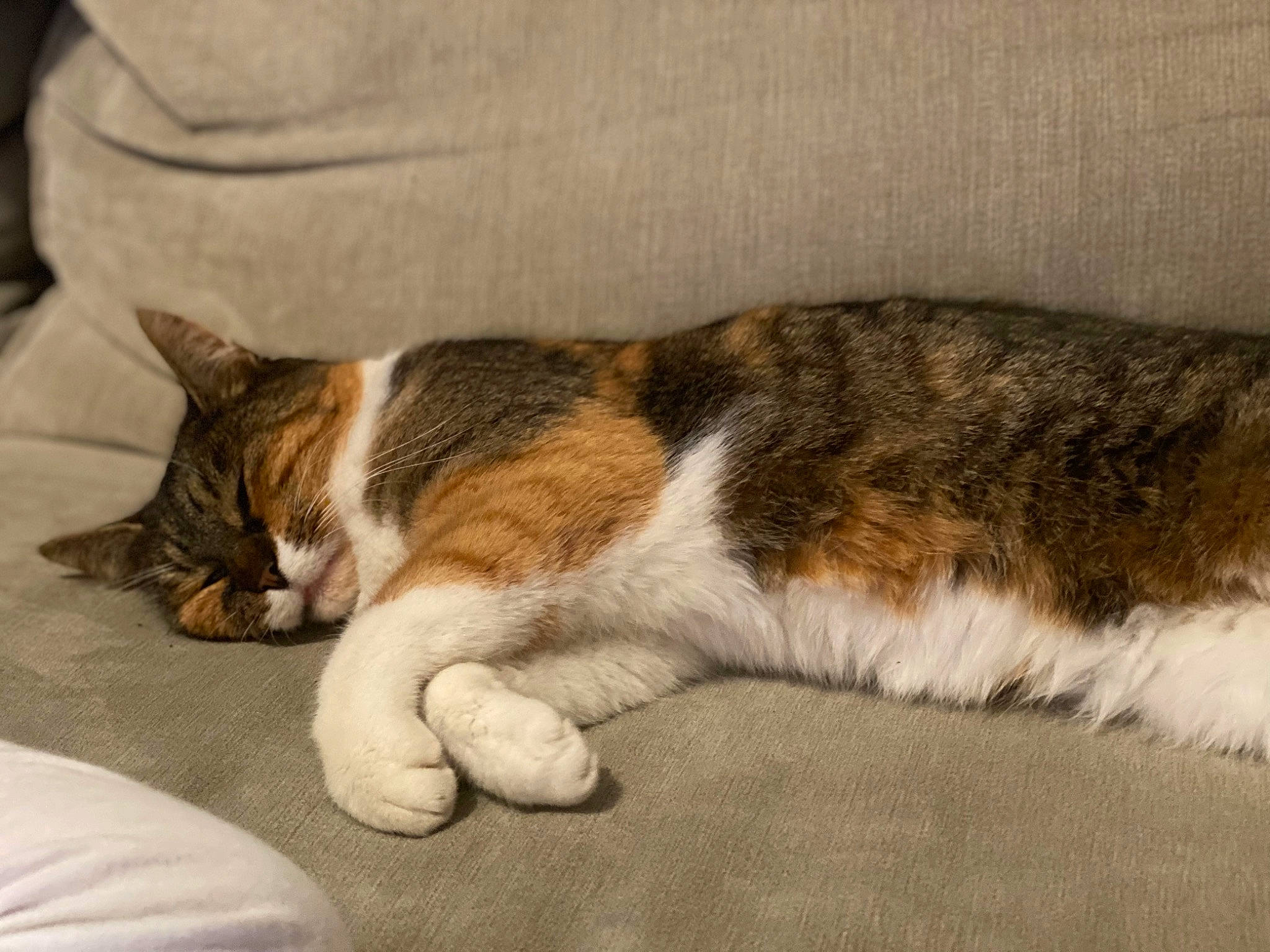 Tigresse participe au concours pour gagner de l'argent avec cette photo : carnivore, cat, claw, comfort, domestic_short_haired_cat, felidae, fur, nap, paw, sleep, small_to_medium_sized_cats, tail, whiskers