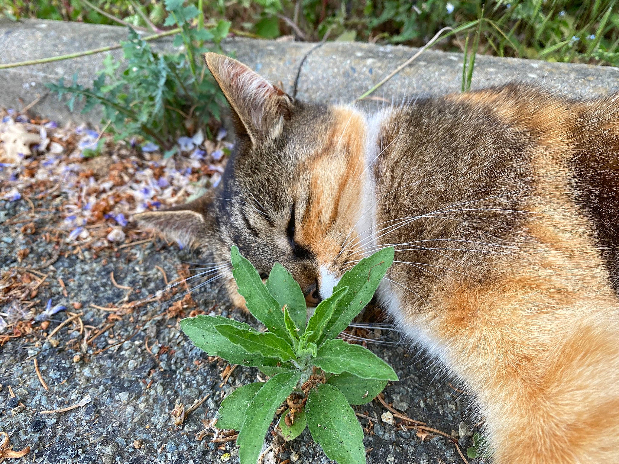 Tigresse a rejoint le concours — aidez-le/la à gagner de superbes lots ! botany, carnivore, cat, claw, domestic_short_haired_cat, eye, fawn, felidae, fur, grass, groundcover, leaf, plant, small_to_medium_sized_cats, snout, soil, tail, terrestrial_animal, whiskers, wildlife