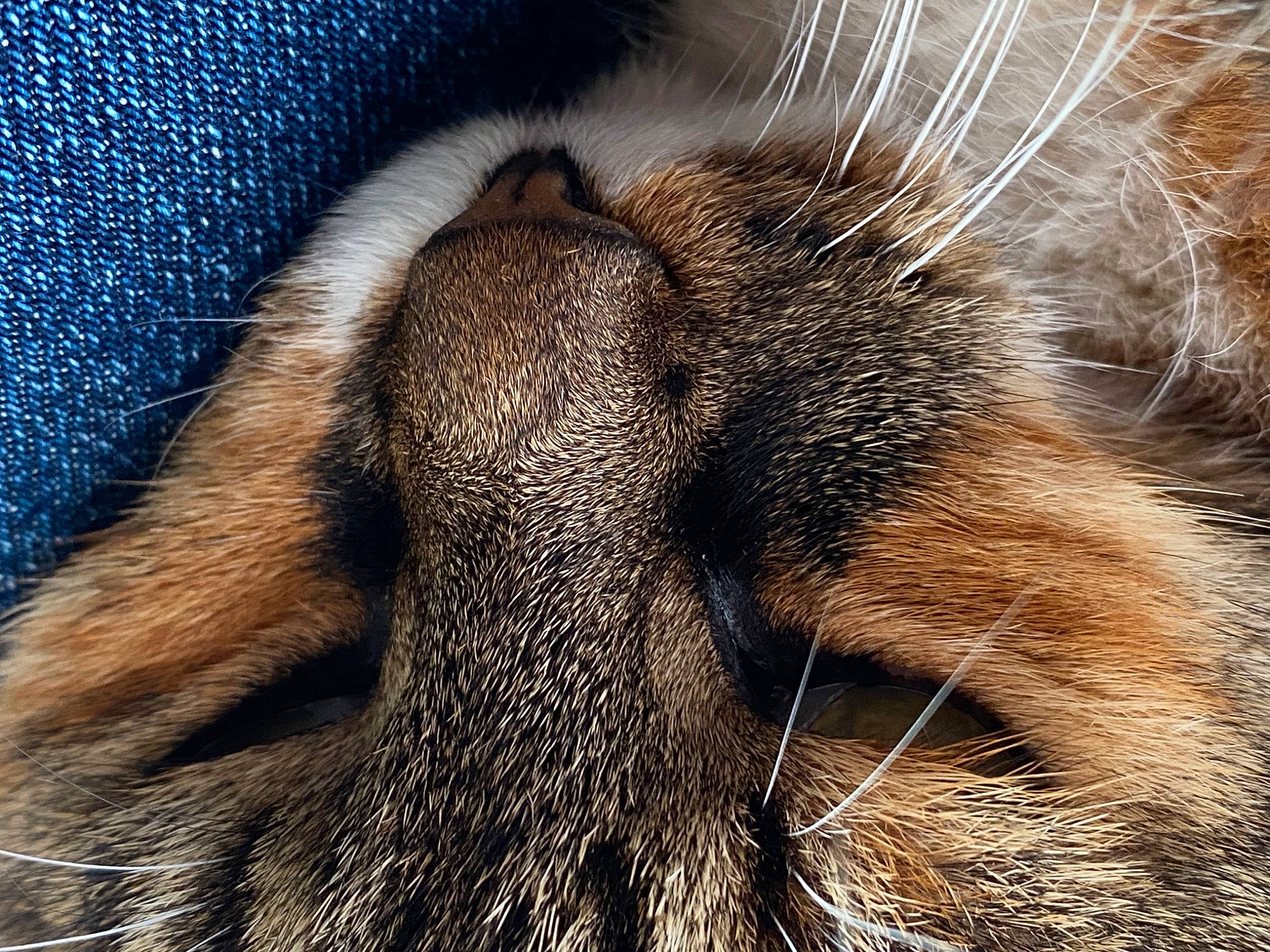 Tigresse a rejoint le concours — aidez-le/la à gagner de superbes lots ! carnivore, cat, close_up, comfort, eye, fawn, felidae, hair, head, human_body, human_leg, iris, leg, mammal, nose, small_to_medium_sized_cats, snout, tail, vertebrate, whiskers