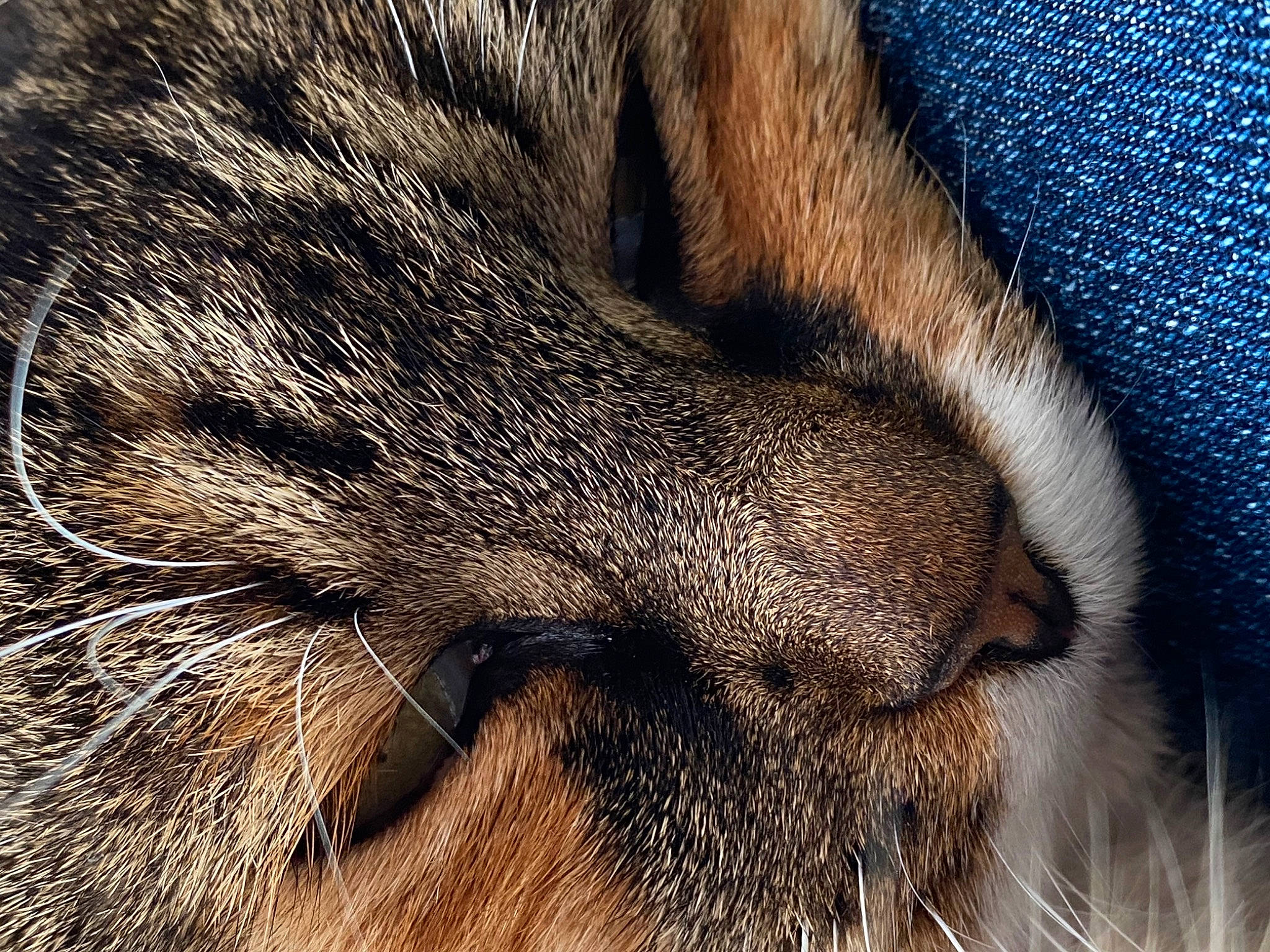 Tigrounette participe au concours pour gagner de l'argent avec cette photo : carnivore, cat, claw, comfort, domestic_short_haired_cat, electric_blue, fawn, felidae, fur, grey, nap, pattern, paw, sleep, small_to_medium_sized_cats, snout, tail, terrestrial_animal, whiskers, wildlife