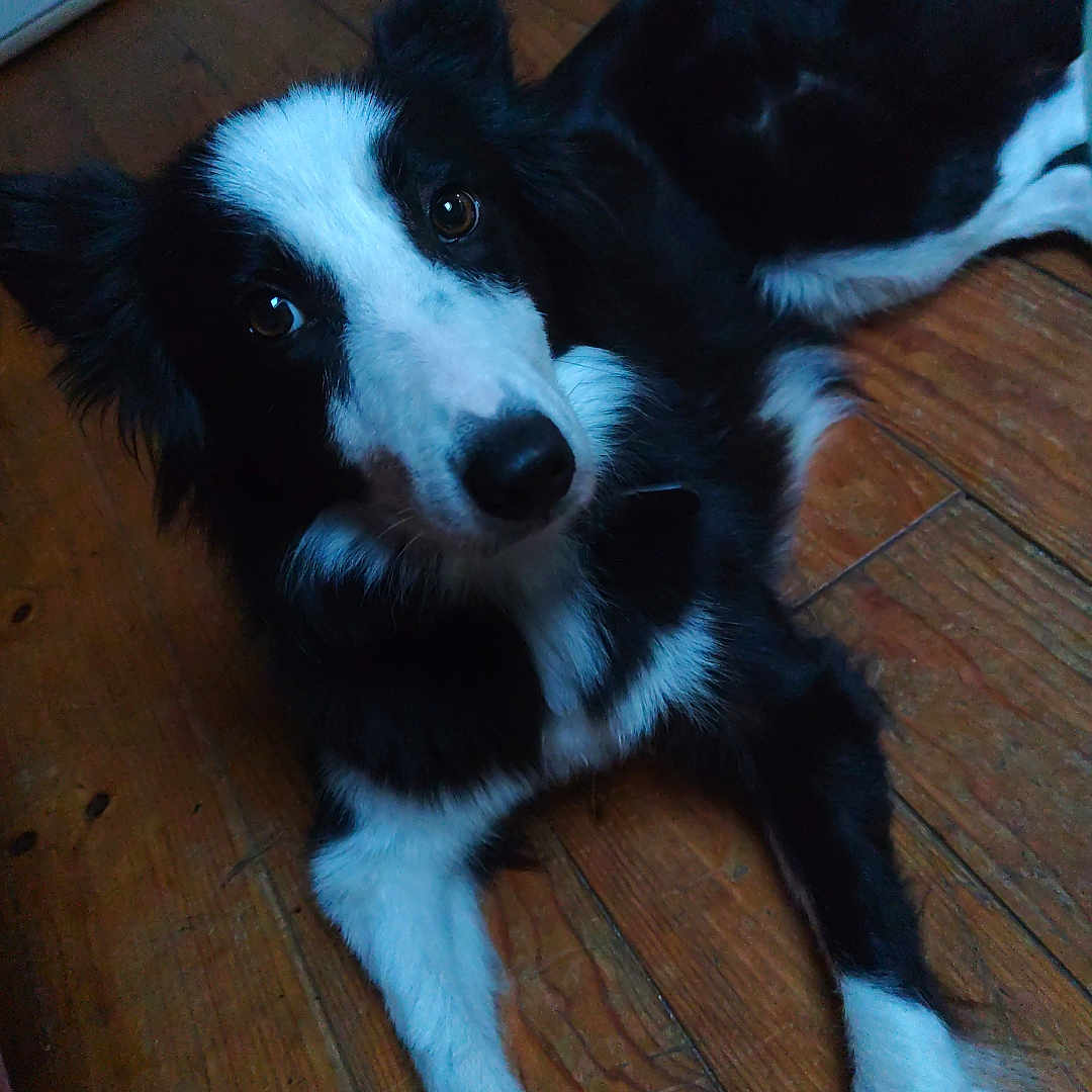 Athéna participe au concours pour gagner de l'argent avec cette photo : accessories, animal, architecture, canine, cockerspaniel, collie, couch, dog, drawer, furniture, hardwood, hound, husky, indoors, pet, plywood, puppy, stainedwood, strap, wood