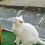 Pouline a rejoint le concours — aidez-le/la à gagner de superbes lots ! aegean_cat, carnivore, cat, felidae, mammal, norwegian_forest_cat, small_to_medium_sized_cats, tail, turkish_angora, turkish_van, vertebrate, whiskers, white