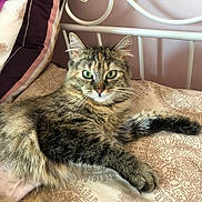 Candie participe au concours pour gagner de l'argent avec cette photo : animal, bed, bedroom, cat, chair, couch, cushion, face, furniture, head, homedecor, indoors, kitten, manx, person, pet, photography, pillow, portrait, room