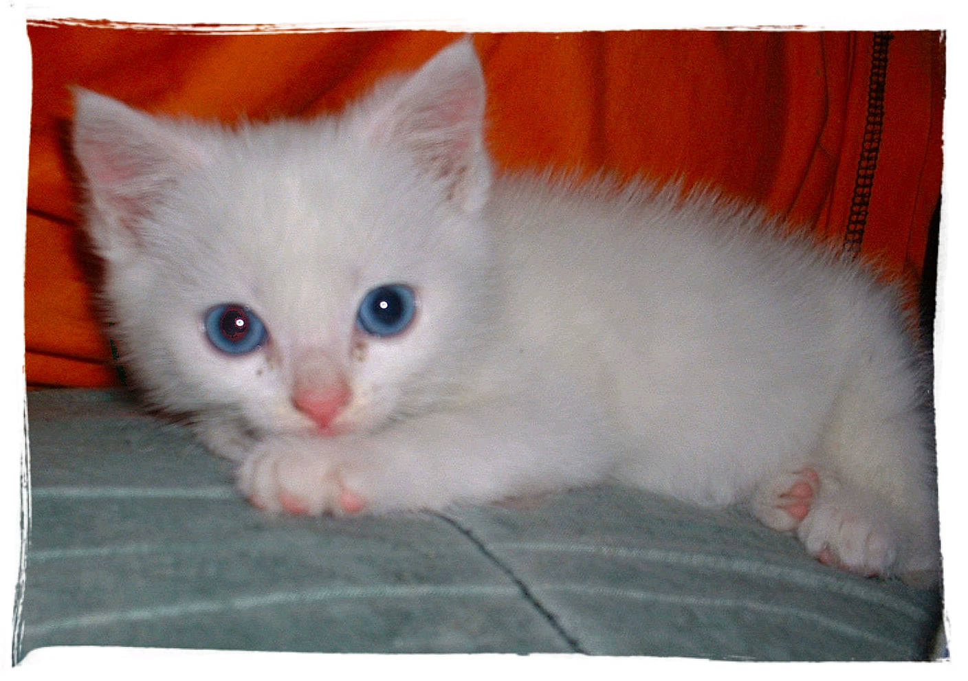 Pikatchu a rejoint le concours — aidez-le/la à gagner de superbes lots ! british_semi_longhair, burmilla, carnivore, cat, colorpoint_shorthair, cymric, domestic_short_haired_cat, eye, felidae, khao_manee, kitten, mammal, napoleon_cat, ojos_azules, ragdoll, small_to_medium_sized_cats, turkish_angora, turkish_van, vertebrate, whiskers