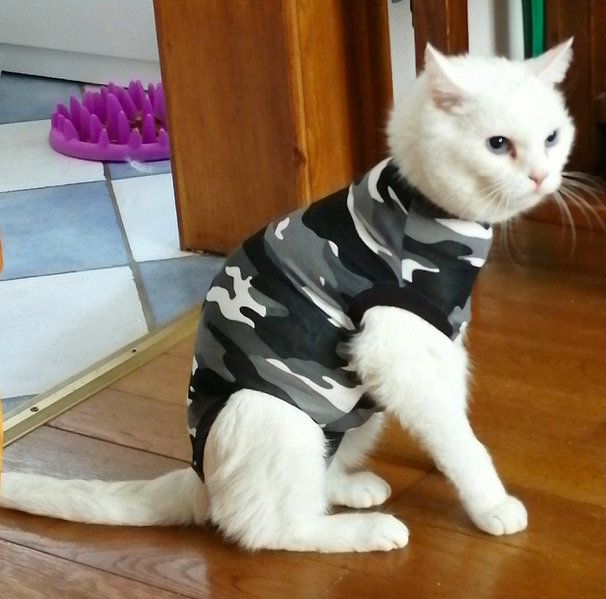 Pikatchu a rejoint le concours — aidez-le/la à gagner de superbes lots ! american_curl, american_shorthair, asian, carnivore, cat, domestic_short_haired_cat, eye, felidae, fur, leg, mammal, nose, paw, small_to_medium_sized_cats, snapshot, tail, turkish_angora, turkish_van, whiskers, white