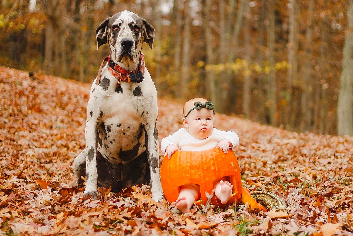 Colt joined the competition — help win amazing prizes! autumn, canidae, carnivore, companion_dog, deciduous, dog, dog_breed, fawn, grass, happy, headwear, non_sporting_group, people_in_nature, person, plant, recreation, snout, soil, sporting_group, tree