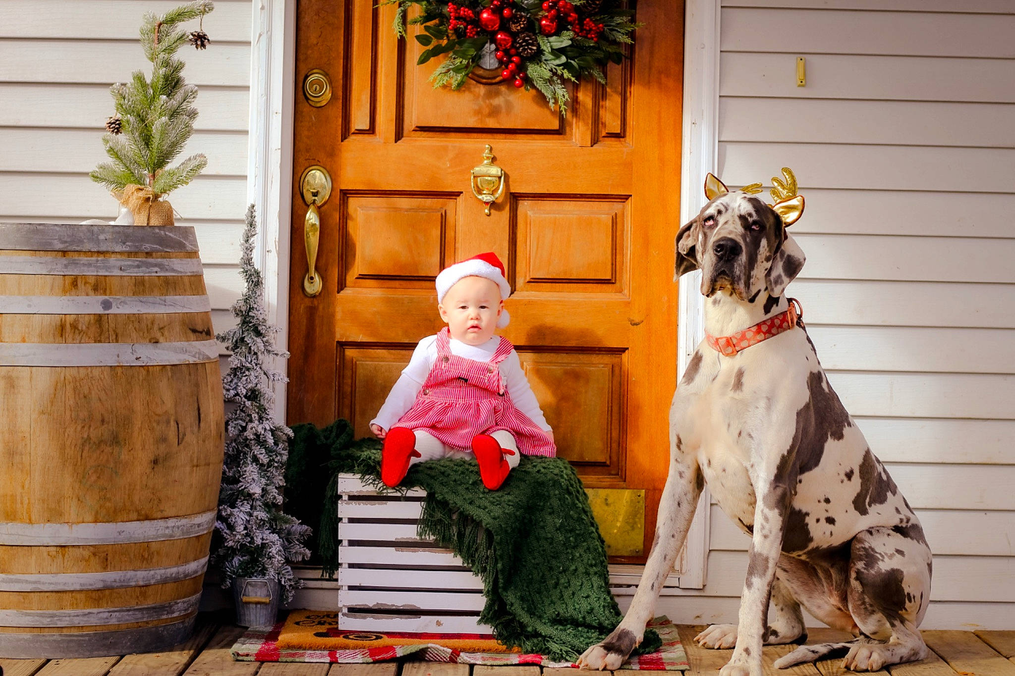 Colt joined the competition — help win amazing prizes! carnivore, child, companion_dog, dalmatian, dog_breed, door, event, flooring, flowerpot, grass, home, lawn_ornament, leisure, person, plant, room, sitting, toddler, tree, window