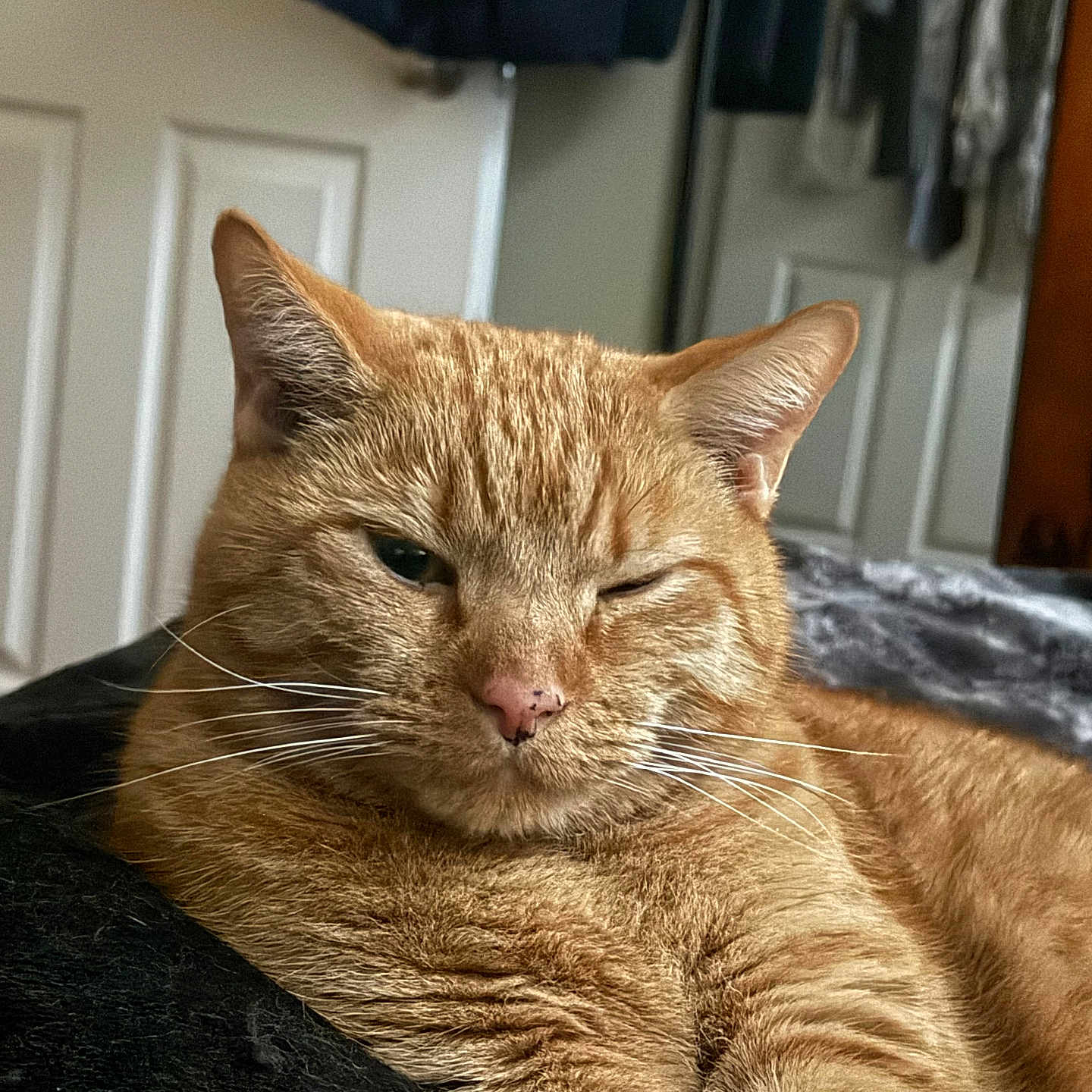 Woodstock joined the competition — help win amazing prizes! cat, orange_tabby, feline, pet, indoor, cozy, resting, whiskers, fur, closeup, animal, cute, lazy, winking, comfort, soft, blanket, relaxed, domestic, portrait