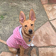 Honey is registered to the contest to win money with this photo: dog, pet, animal, outdoor, ears, jacket, pink, fashion, sitting, stone_patio, paws, collar, cute, canine, fur, ground, garden, leaves, nature, daylight