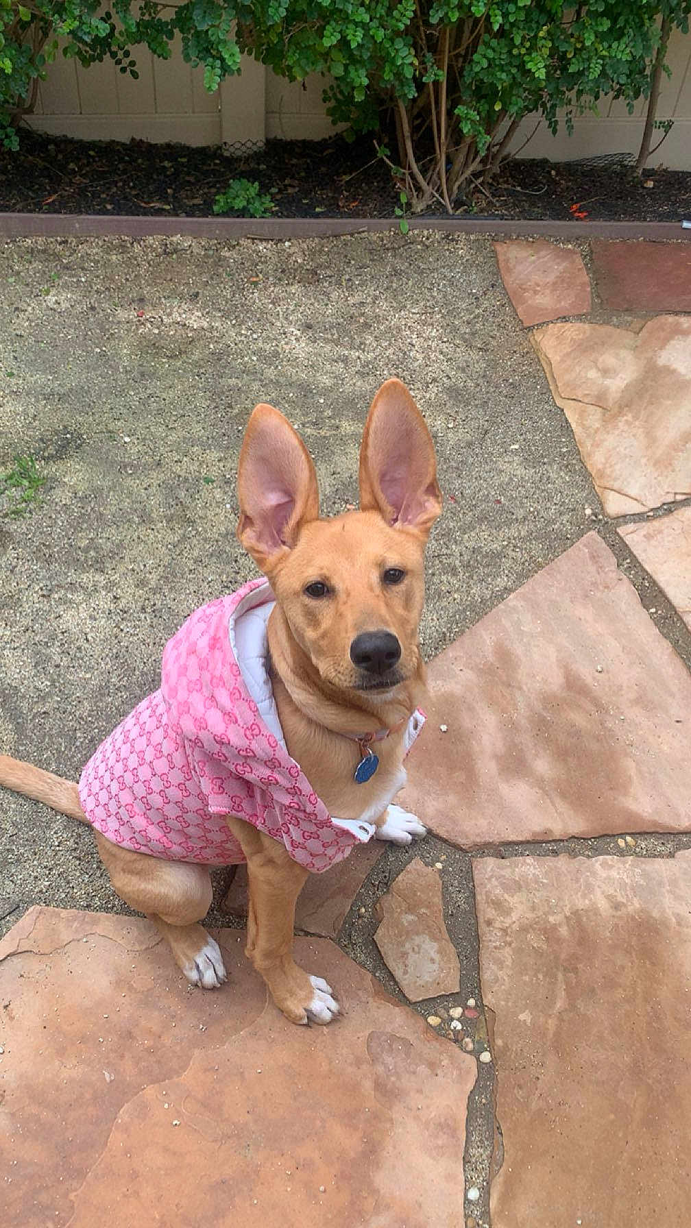 Honey is registered to the contest to win money with this photo: dog, pet, animal, outdoor, ears, jacket, pink, fashion, sitting, stone_patio, paws, collar, cute, canine, fur, ground, garden, leaves, nature, daylight
