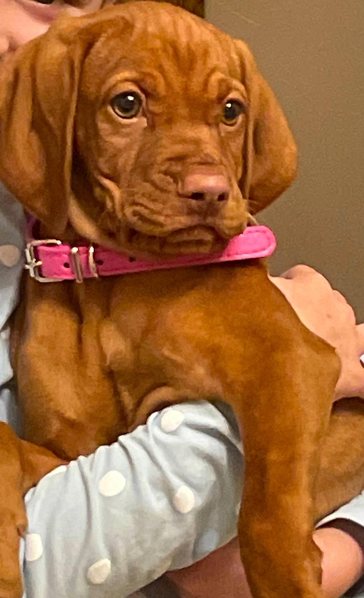 Tara a rejoint le concours — aidez-le/la à gagner de superbes lots ! ancient_dog_breeds, canidae, carnivore, collar, companion_dog, dog, dog_breed, dog_collar, dog_supply, fawn, fur, gun_dog, hunting_dog, leash, liver, pet_supply, snout, sporting_group, working_animal, working_dog