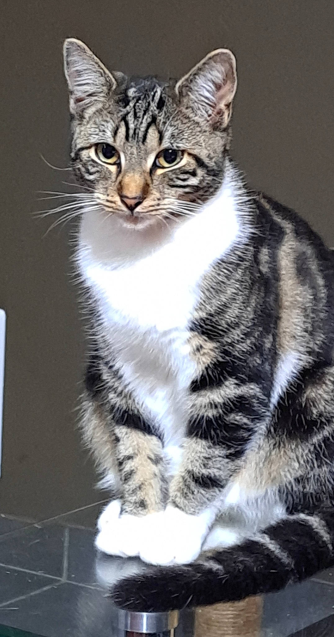 Bloody participe au concours pour gagner de l'argent avec cette photo : carnivore, cat, felidae, fur, small_to_medium_sized_cats, snout, tail, terrestrial_animal, whiskers, wildlife