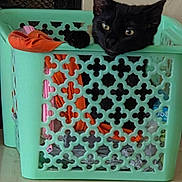 Peaty joined the competition — help win amazing prizes! cat, black_cat, pet, animal, feline, laundry_basket, basket, clothing, orange_clothes, mint_green, indoors, home, resting, lying_down, portrait, eyes, ears, whiskers, playful, funny
