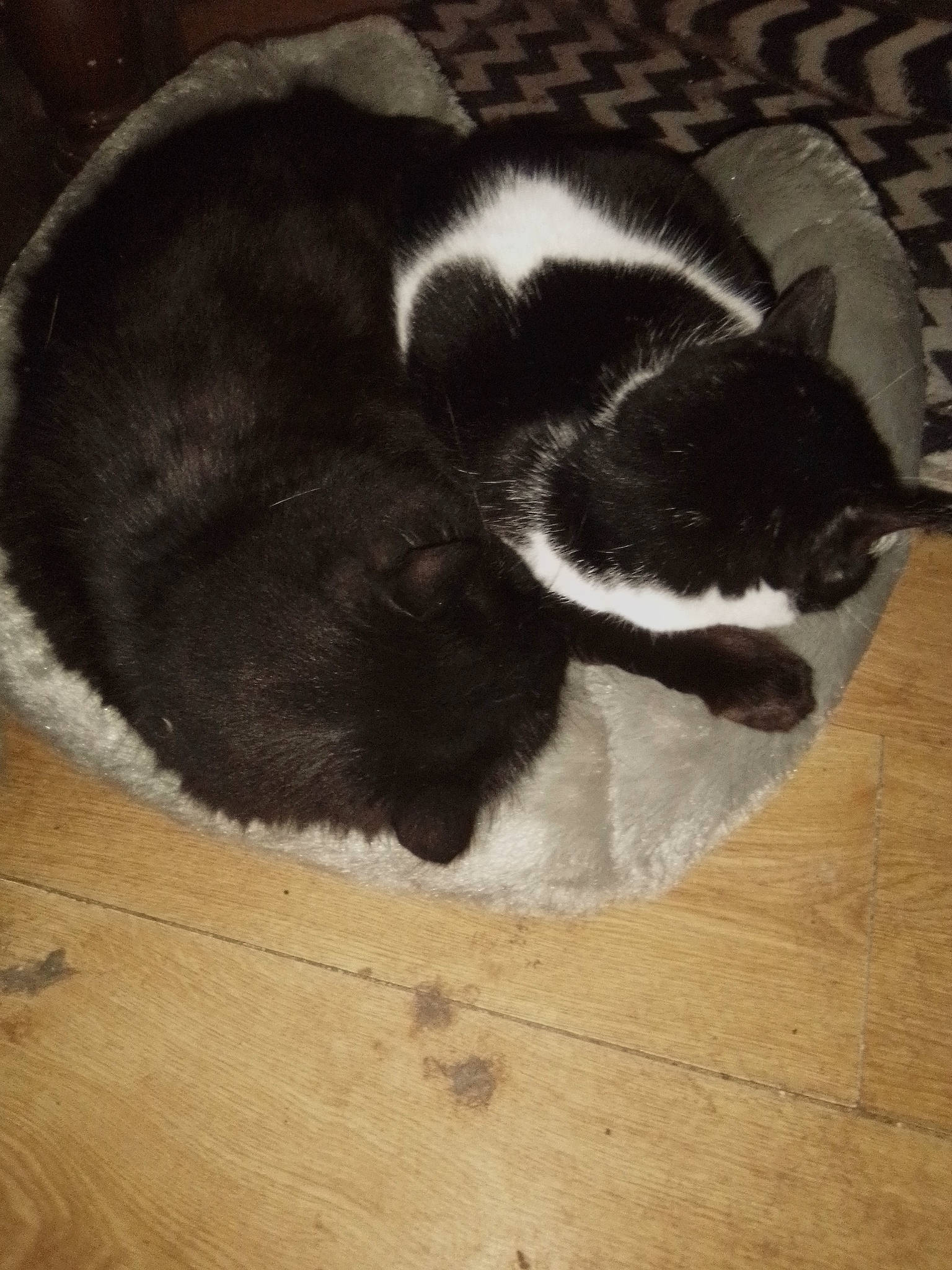 Noiraud participe au concours pour gagner de l'argent avec cette photo : carnivore, cat, claw, comfort, dog_breed, domestic_short_haired_cat, felidae, floor, flooring, fur, hardwood, laminate_flooring, nap, paw, small_to_medium_sized_cats, snout, tail, whiskers, wood, wood_stain