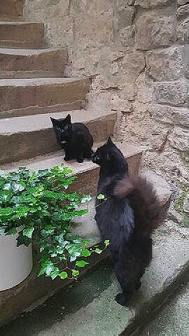 Noiraud participe au concours pour gagner de l'argent avec cette photo : black_cat, bombay, carnivore, cat, cobblestone, domestic_short_haired_cat, felidae, fur, grass, grey, groundcover, herb, plant, road_surface, shadow, small_to_medium_sized_cats, tail, terrestrial_animal, vertebrate, whiskers
