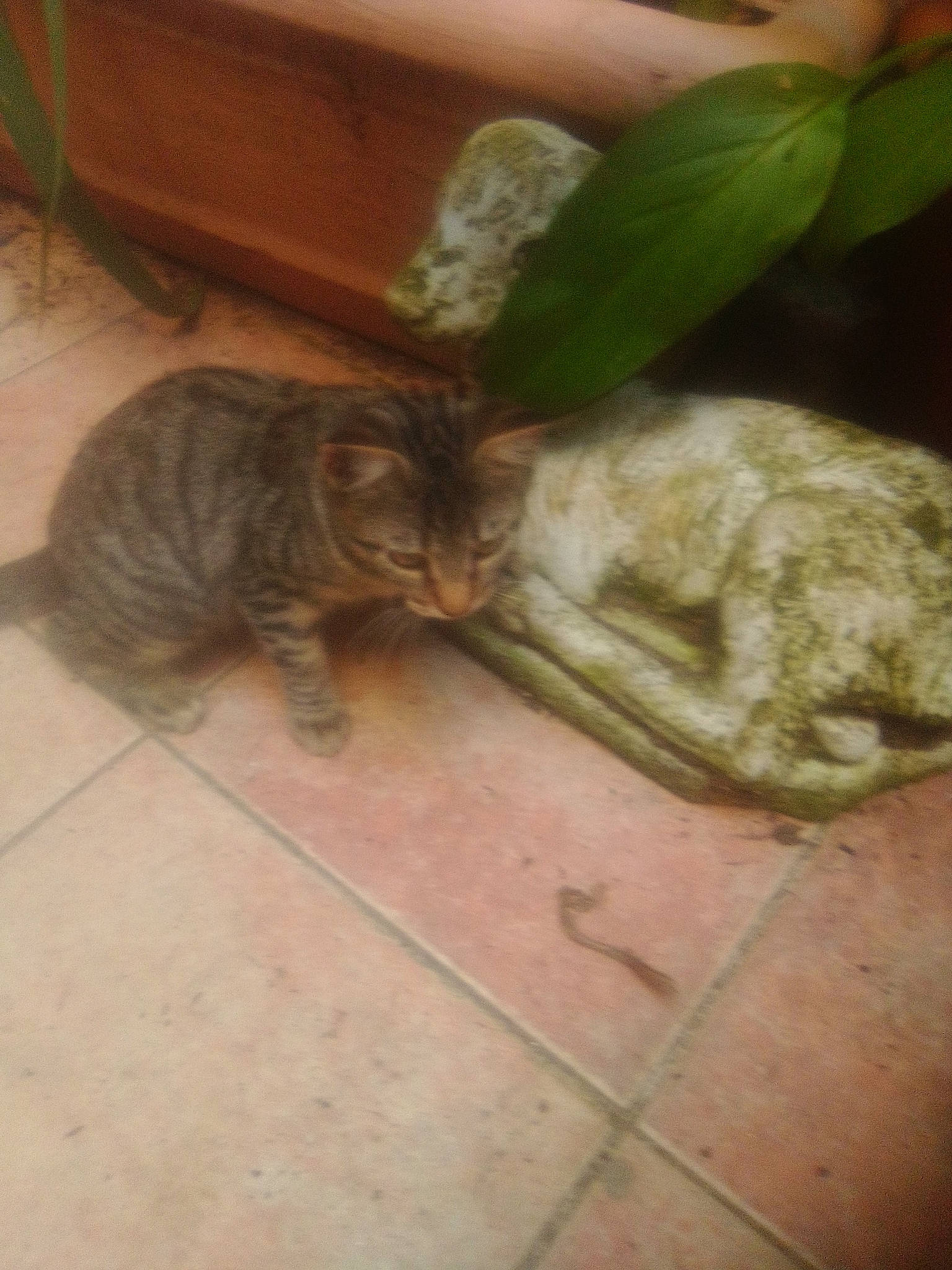 Saphir a rejoint le concours — aidez-le/la à gagner de superbes lots ! carnivore, cat, domestic_short_haired_cat, fawn, felidae, flooring, fur, grass, plant, small_to_medium_sized_cats, snout, tail, terrestrial_animal, tile, whiskers, wood
