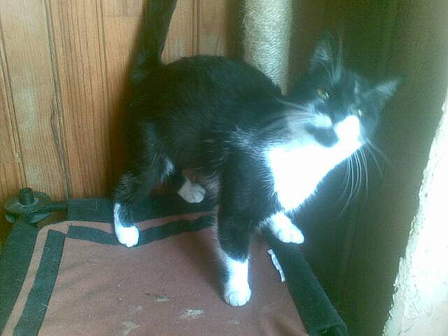 Ninja a rejoint le concours — aidez-le/la à gagner de superbes lots ! black_cat, carnivore, cat, claw, domestic_short_haired_cat, electric_blue, felidae, fur, shadow, small_to_medium_sized_cats, tail, tints_and_shades, whiskers, window