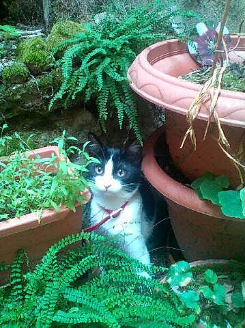 Marquise participe au concours pour gagner de l'argent avec cette photo : botany, carnivore, cat, felidae, flowerpot, garden, grass, grass_family, green, groundcover, houseplant, landscape, leaf, plant, shrub, small_to_medium_sized_cats, soil, tail, terrestrial_plant, vegetation