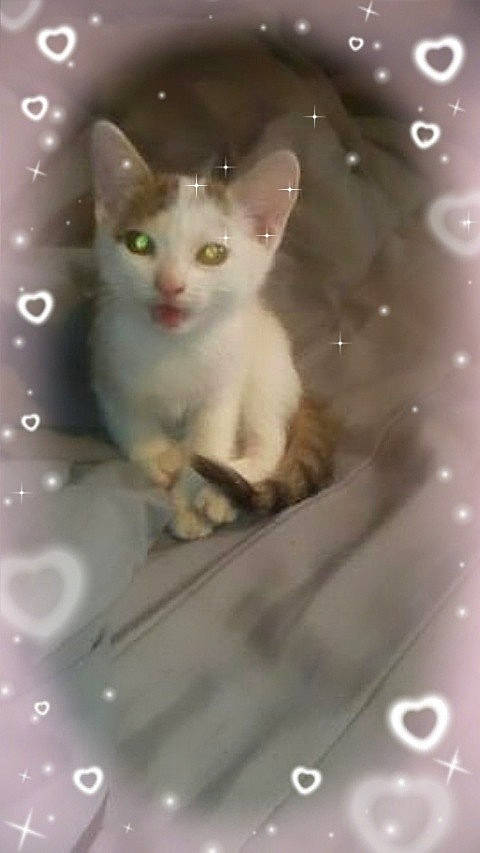 Rubis participe au concours pour gagner de l'argent avec cette photo : carnivore, cat, circle, domestic_short_haired_cat, fawn, felidae, fur, iris, pattern, paw, photo_caption, small_to_medium_sized_cats, snout, tail, whiskers