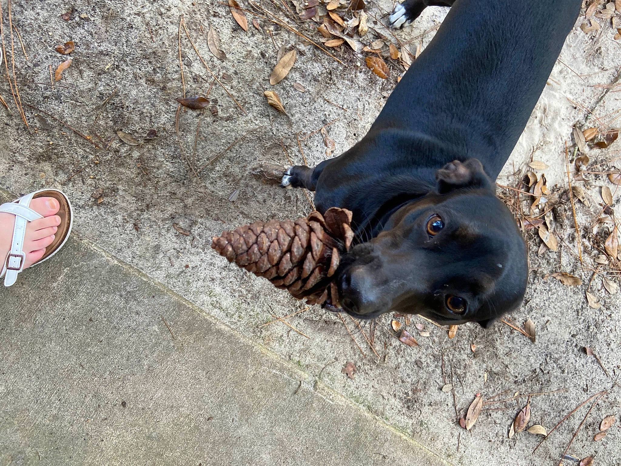 Cinder is registered to the contest to win money with this photo: asphalt, carnivore, collar, dog, dog_breed, dog_collar, fawn, felidae, foot, fur, grey, human_leg, road_surface, seal, snout, sporting_group, tail, terrestrial_animal, whiskers, working_animal