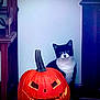cat, pumpkin, jackolantern, halloween, black_and_white_cat, indoor, carved_pumpkin, spooky, holiday, decor, animal, pet, wooden_furniture, floor, quiet, orange, black, white, still_life, cute