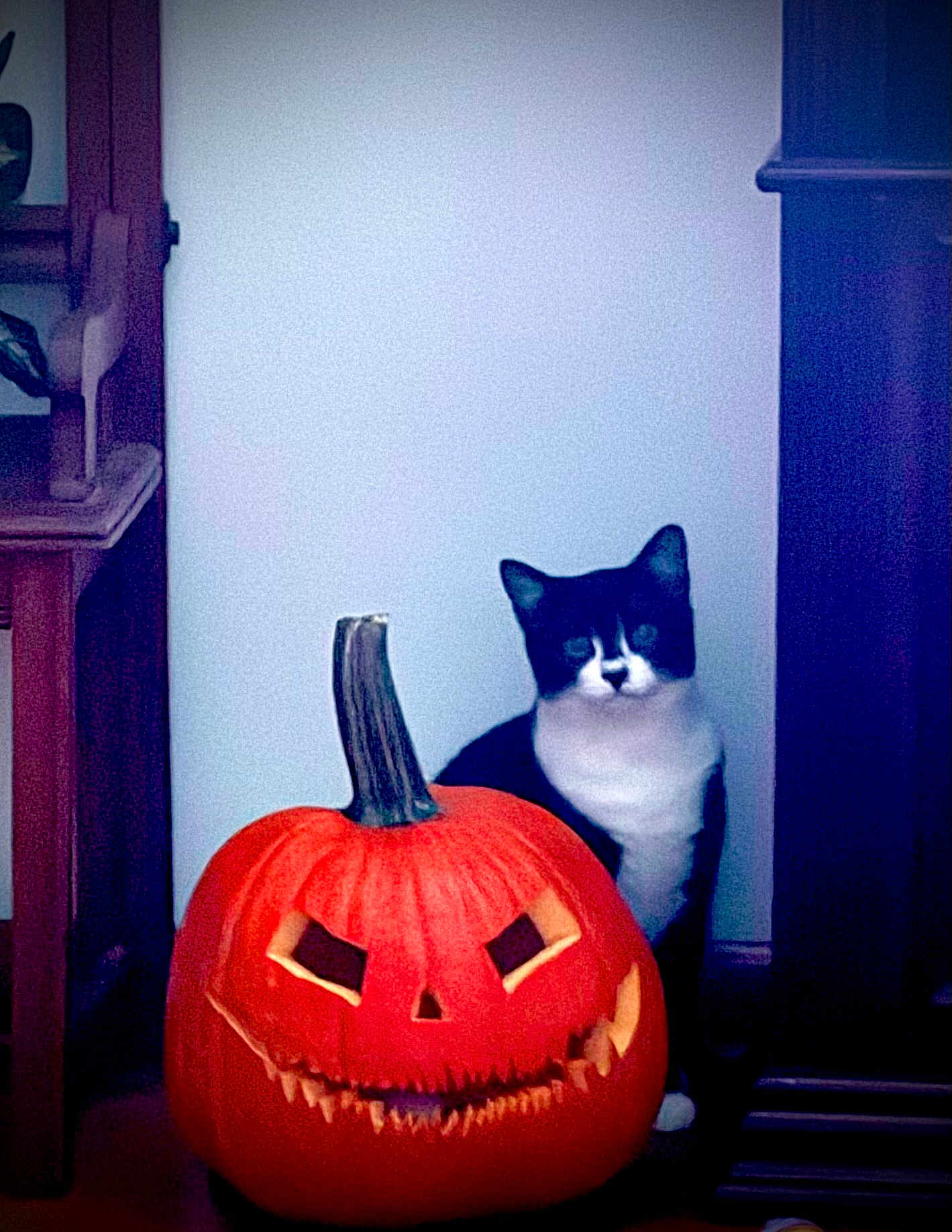 Jazz joined the competition — help win amazing prizes! cat, pumpkin, jackolantern, halloween, black_and_white_cat, indoor, carved_pumpkin, spooky, holiday, decor, animal, pet, wooden_furniture, floor, quiet, orange, black, white, still_life, cute