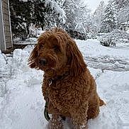 Sonny Bello is registered to the contest to win money with this photo: dog, snow, outdoor, winter, fur, pet, canine, animal, cold, landscape, nature, leash, paw, house, tree, quiet, daytime, background, weather, residential