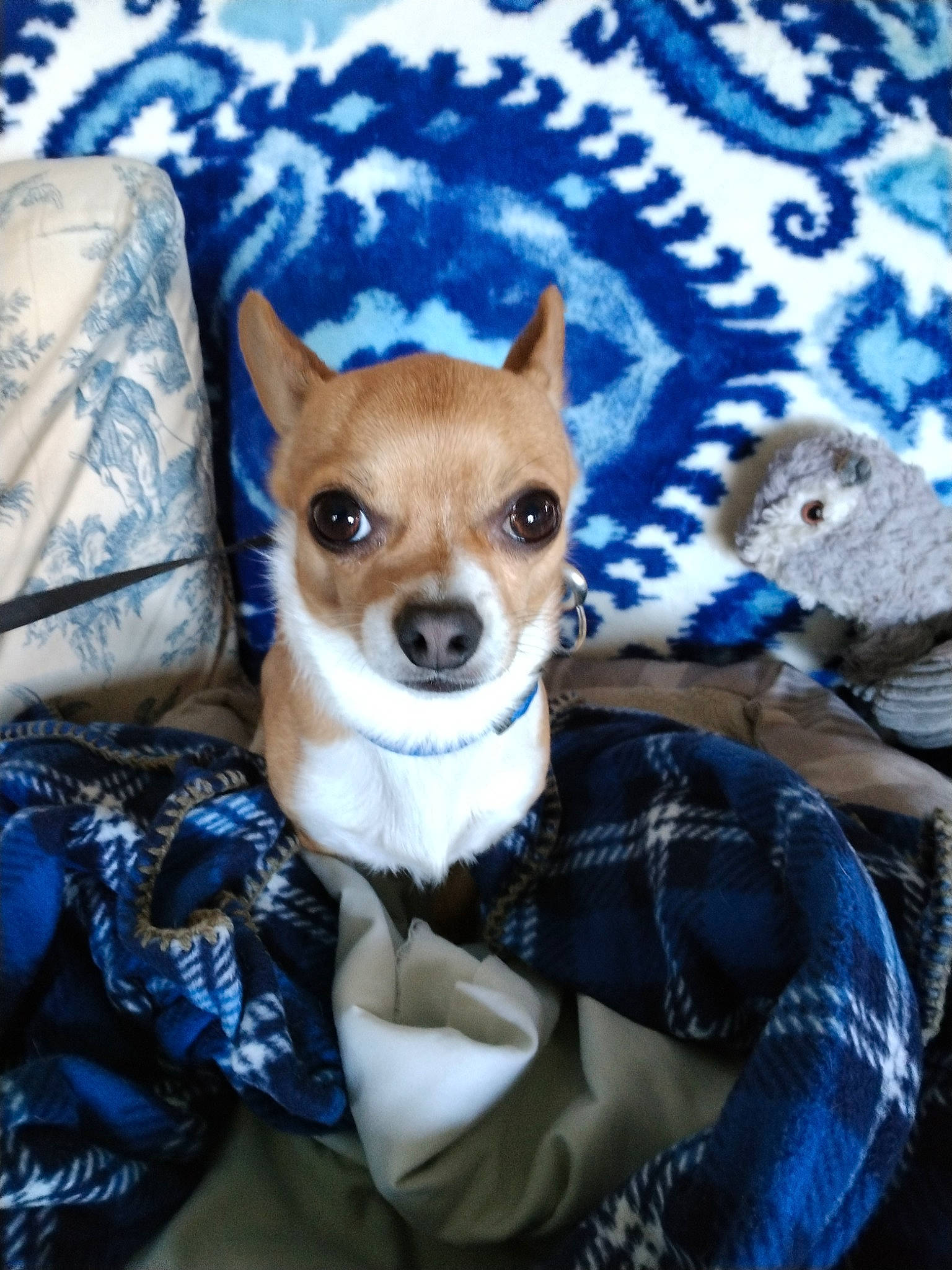 Toby joined the competition — help win amazing prizes! blue, canidae, carnivore, chihuahua, comfort, companion_dog, corgi_chihuahua, dog, dog_breed, dog_supply, fawn, fur, plant, sitting, snout, tail, terrestrial_animal, toy, toy_dog, whiskers