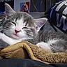 Mini Marshmallow joined the competition — help win amazing prizes! kitten, cat, sleeping, gray, white, blanket, indoor, cozy, soft, closeup, pet, fur, relaxed, cute, animal, young, resting, comfort, tshirt, human