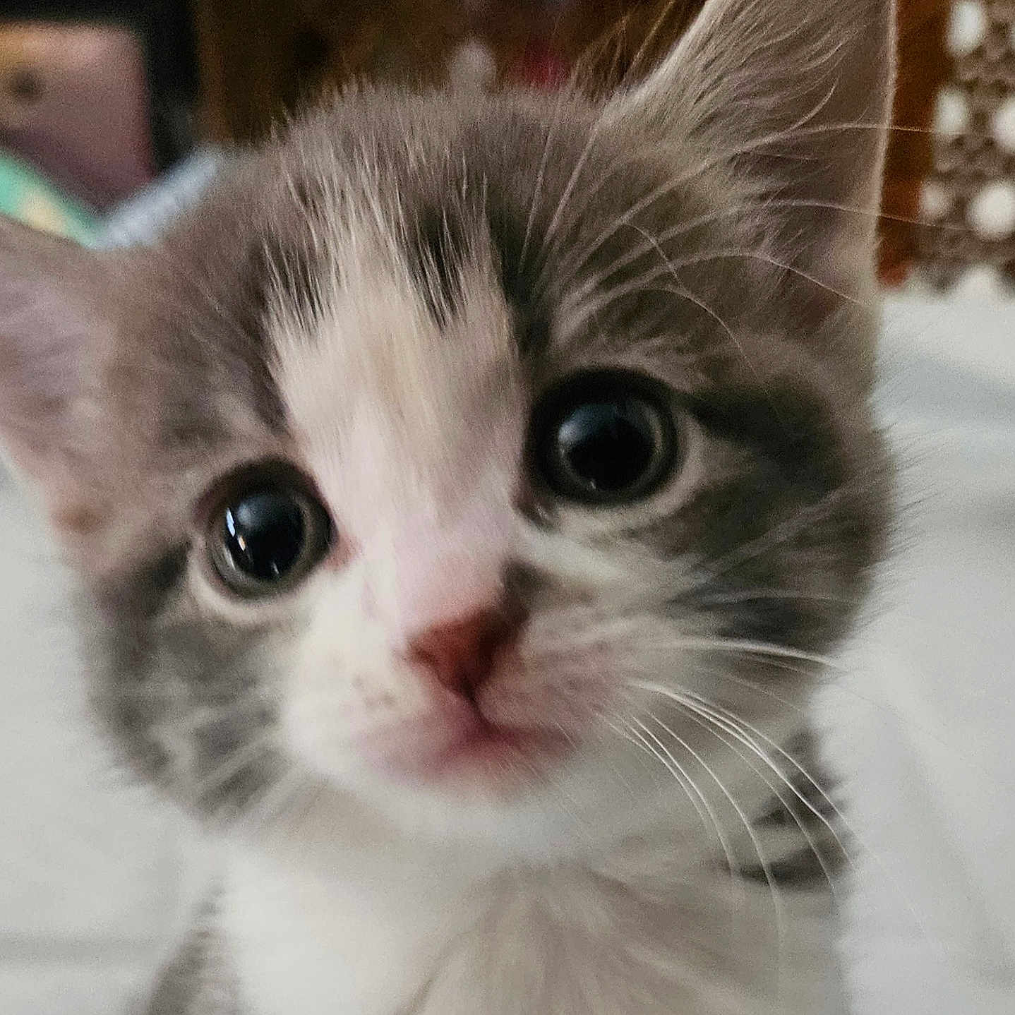 Mini Marshmallow joined the competition — help win amazing prizes! kitten, cat, close_up, cute, fur, whiskers, animal, pet, eyes, soft, innocent, curious, young, domestic_cat, indoor, feline, portrait, mammal, adorable, small