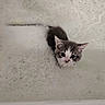kitten, cat, bath, foam, bubbles, water, pet, animal, cute, small, fur, face, ears, whiskers, indoors, white, gray, splash, wet, curious